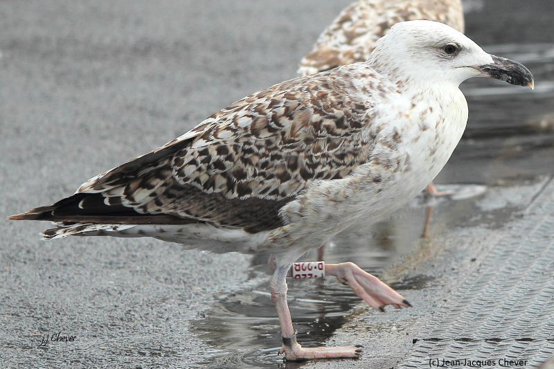 Gulls Cr birding